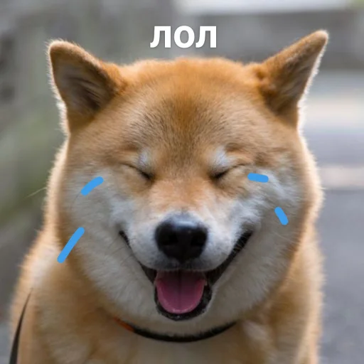 cute dogs meme sticker 😂
