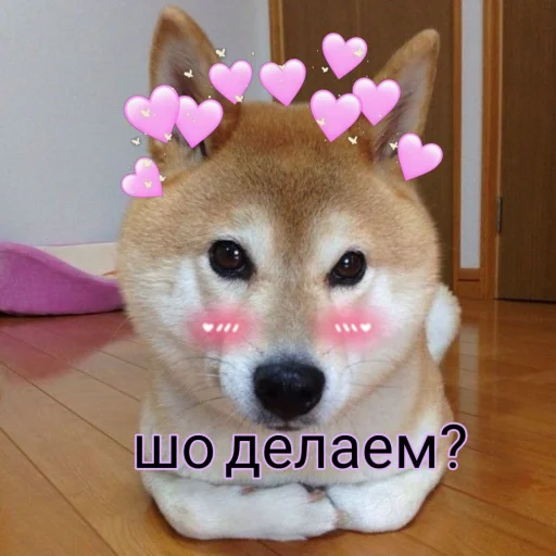 Стикер cute dogs meme 🌚