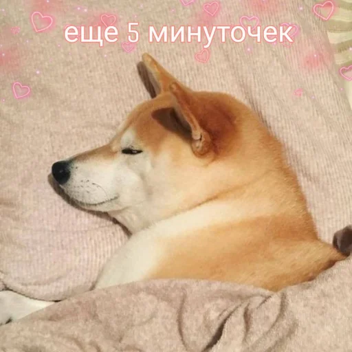 cute dogs meme stiker 💤