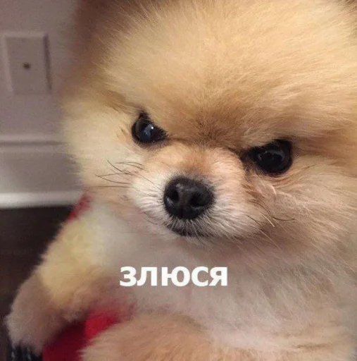 Стикер Telegram «cute dogs meme» 😠