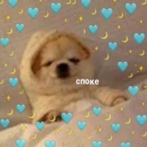 cute dogs meme emoji 💤