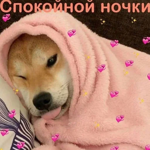 cute dogs meme stiker 😴