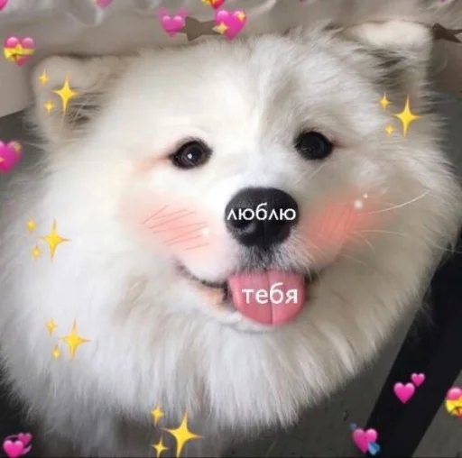cute dogs meme sticker ❤️
