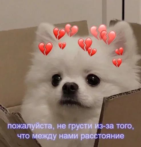 cute dogs meme stiker 🥺