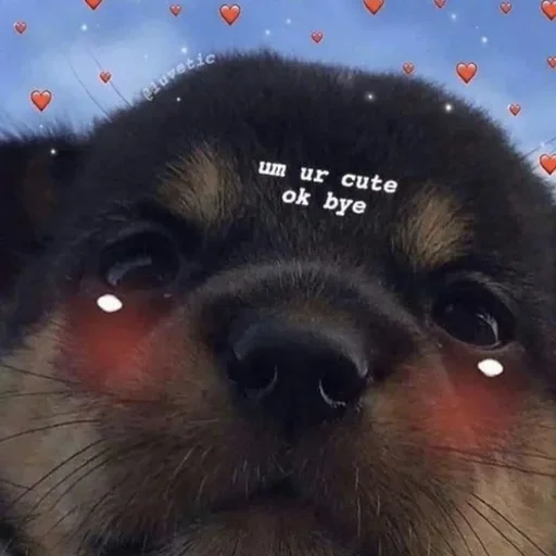 Стикер cute dogs meme 🥰