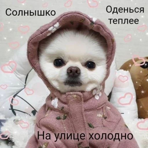 Стикер cute dogs meme ❄️