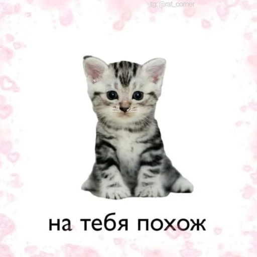 Telegram Sticker «💞`cute pics!!» 💞