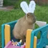 Эмодзи телеграм Capybaras / капибары