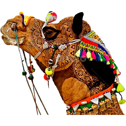 Camels ਬੋਤੇ  sticker 🐪