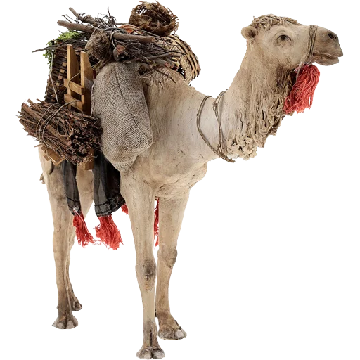 Camels ਬੋਤੇ stiker 🐪