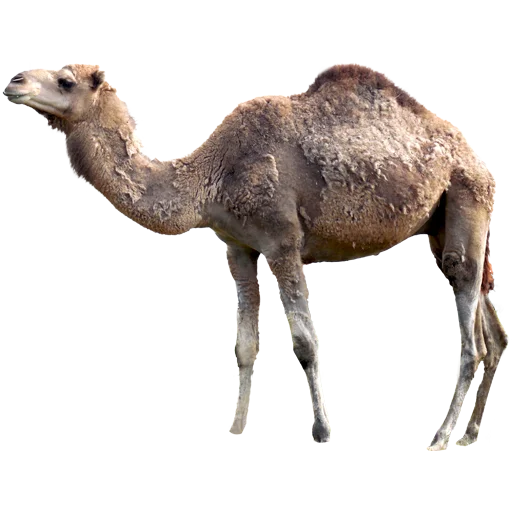 Эмодзи Camels ਬੋਤੇ  🐪
