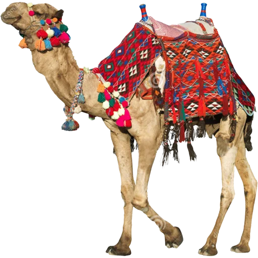 Стікер Telegram «Camels ਬੋਤੇ» 🐫
