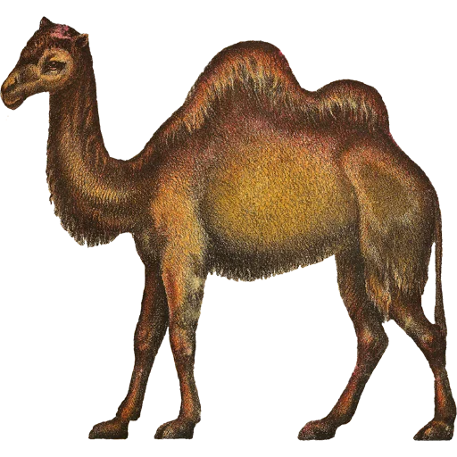 Camels ਬੋਤੇ stiker 🐫