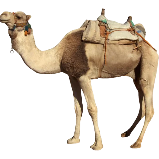 Camels ਬੋਤੇ stiker 🐫