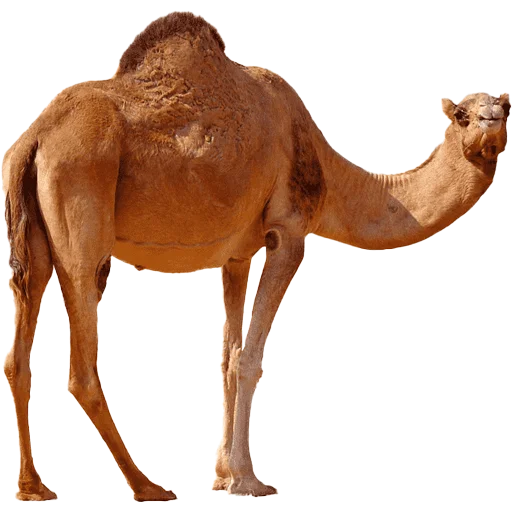Стікер Camels ਬੋਤੇ 🐪