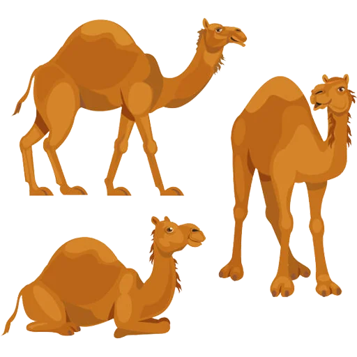 Стикер Camels ਬੋਤੇ  🐪