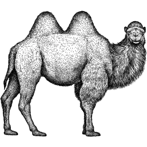 Camels ਬੋਤੇ  sticker 🐫