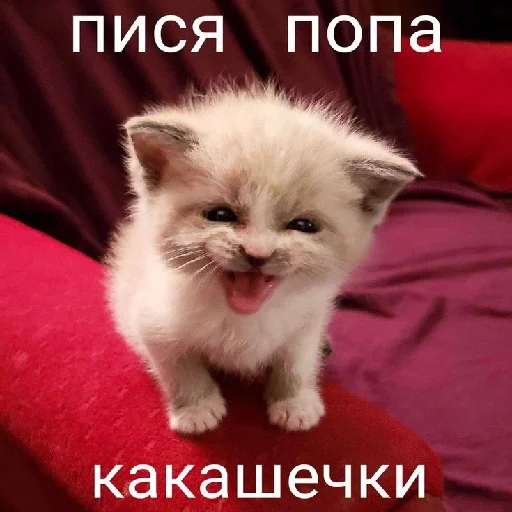 Telegram Sticker «diselman cats» 😸