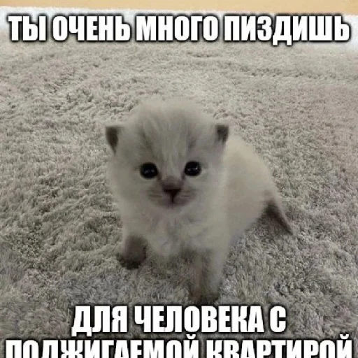 Стікер Telegram «diselman cats» 😡