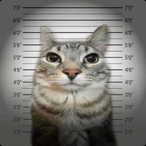 Telegram Sticker «diselman cats» 👮