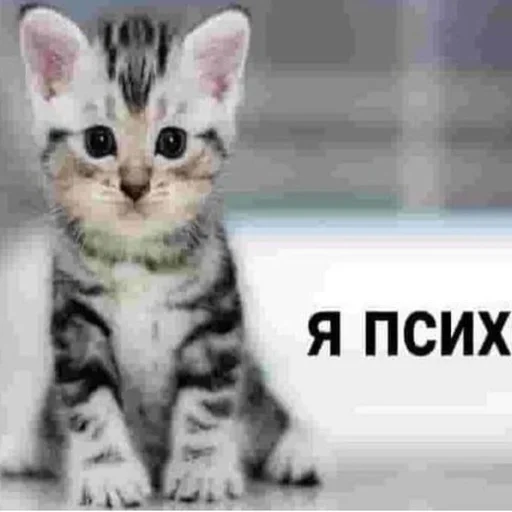Telegram stiker «Дмитрий ☑️» 😀