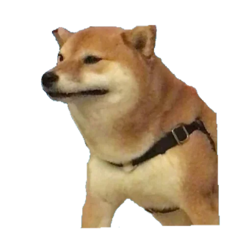 Telegram Sticker «Doge» 🤯