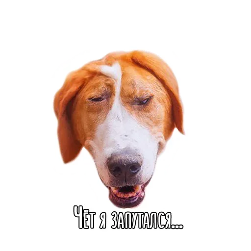 Dogs emoji 😕