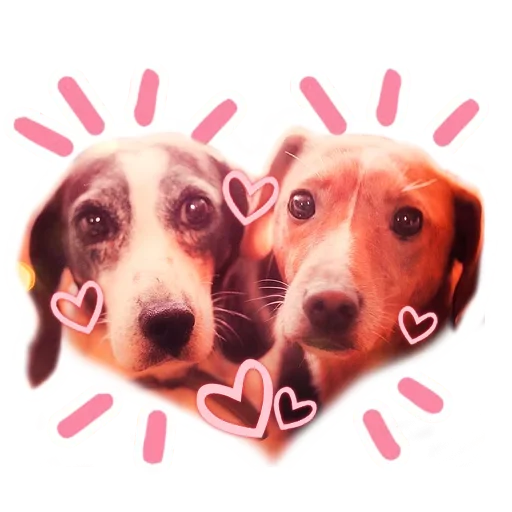 Dogs emoji 🥳