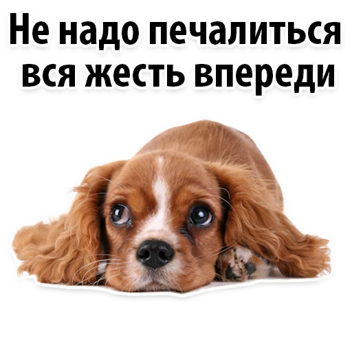 ?Собачий Слэнг emoji 