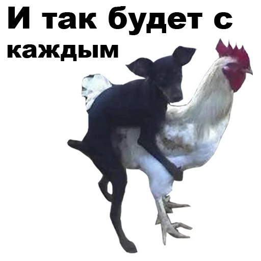 Telegram stiker «Псы » 🐓