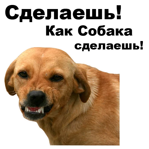 Telegram stiker «Псы» 