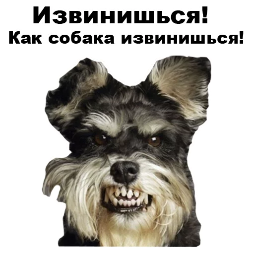 Telegram Sticker «Псы» 