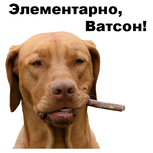 Telegram stiker «Псы » 🚬
