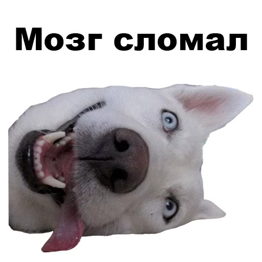 Telegram stiker «Псы» 😵