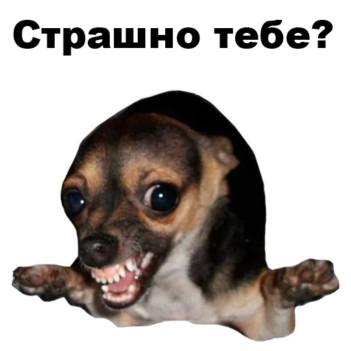 Telegram Sticker «Псы» 