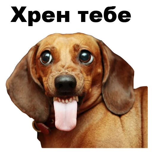 Telegram stiker «Псы » 😝