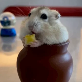 Эмодзи hamster 🐭