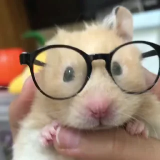 Эмодзи hamster 🐭