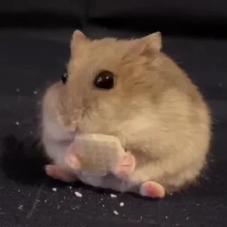 hamster sticker 🐭