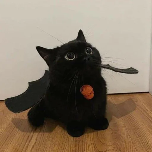 dark cat emoji 😺