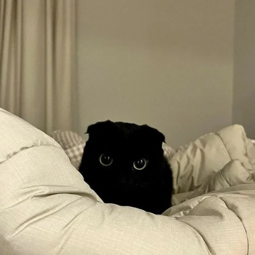 Стикер dark cat 😺
