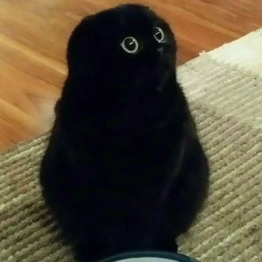 dark cat emoji 😺