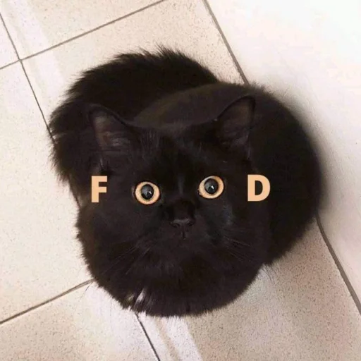 dark cat sticker 😺