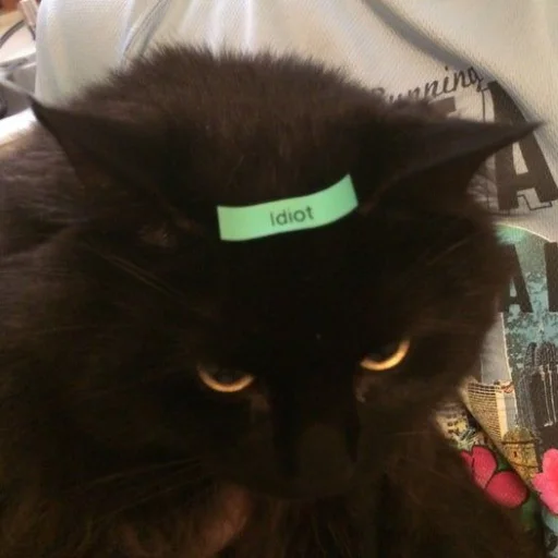 dark cat stiker 😺
