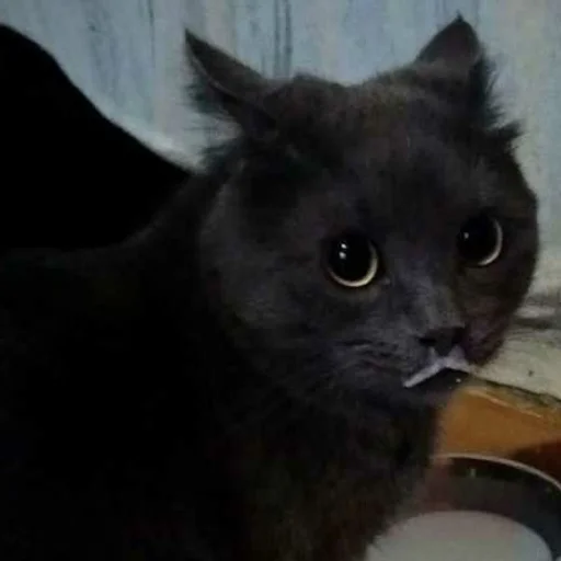 Эмодзи dark cat 😺