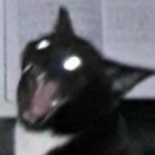 Эмодзи dark cat 😺