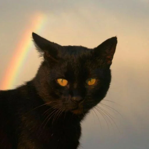 Стикер dark cat 😺