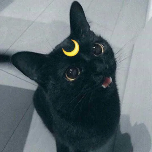 Стікер Telegram «dark cat» 😺