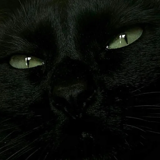 dark cat stiker 😺