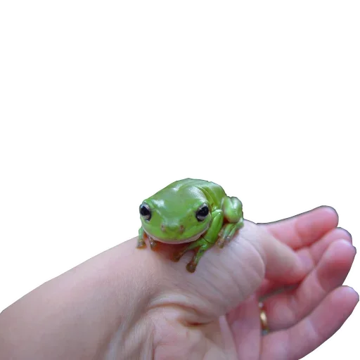 Держи жабу emoji 🙃
